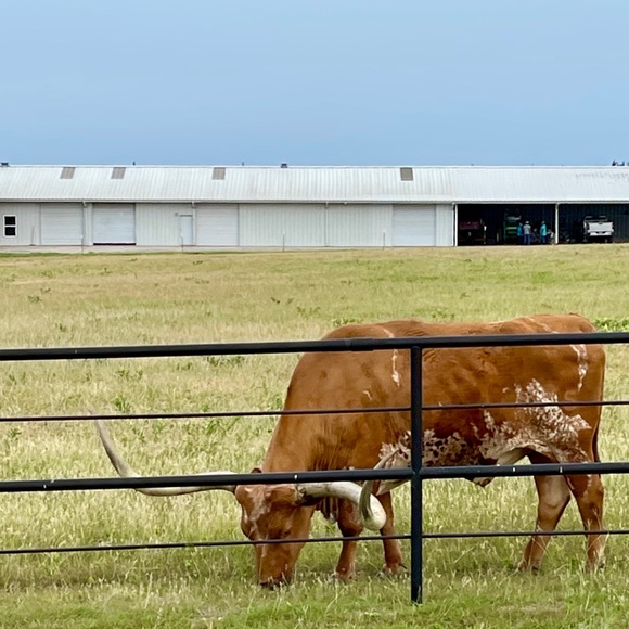 Meet your Posher, Maggie - Picture 3 of 3